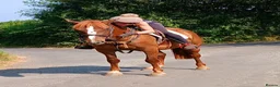 Other Breed horses for sale: Super smart potential PC/RC/Event/Allrounder - Advert 3