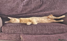 Domestic Shorthair cats for sale: 2 gorgeous ginger female kittens - Image 5