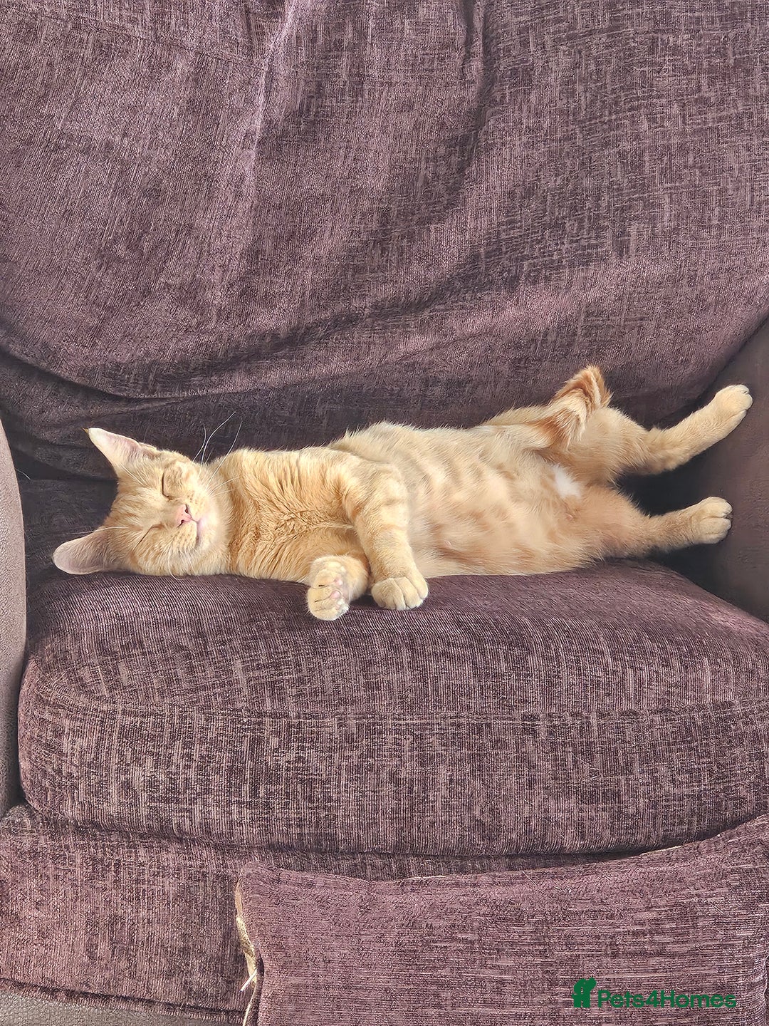 Domestic Shorthair cats for sale: 2 gorgeous ginger female kittens - Image 5