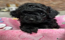Miniature Poodle dogs for sale: Beautiful litter of Cheeky KC Reg. Mini Poodle's - Image 14