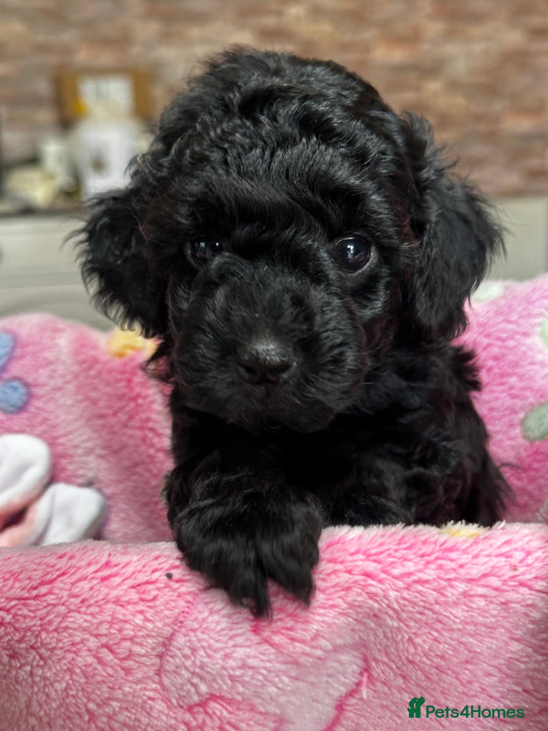 Miniature Poodle dogs for sale: Beautiful litter of Cheeky KC Reg. Mini Poodle's - Image 14