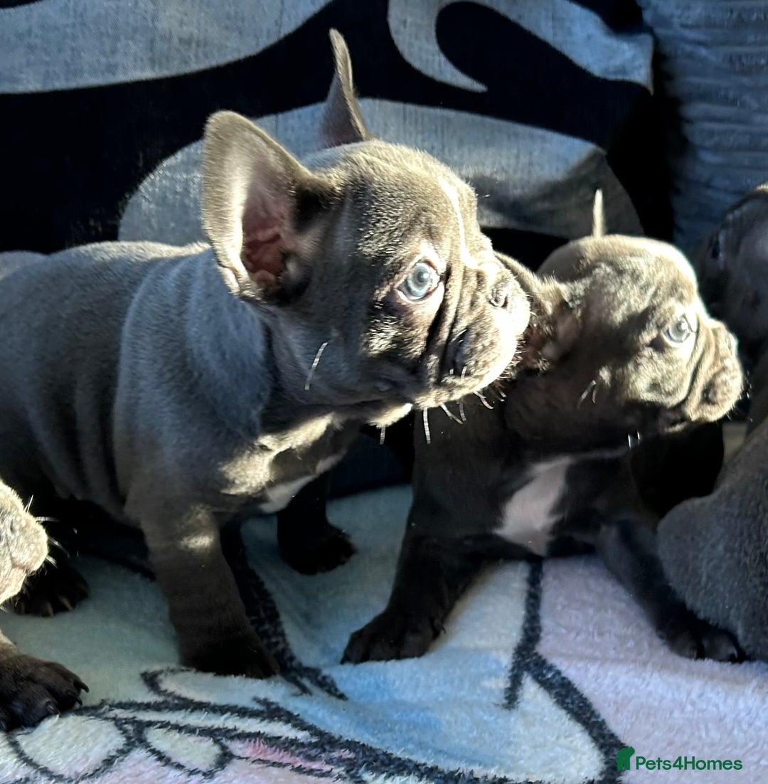 French Bulldog dogs for sale: 4 Solid Blue French Bulldog Girls - Advert 17