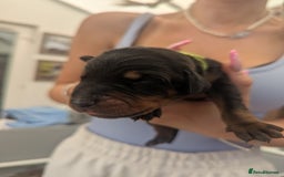 Dobermann dogs for sale: Stunning Dobermann puppies in Nottingham - Image 20