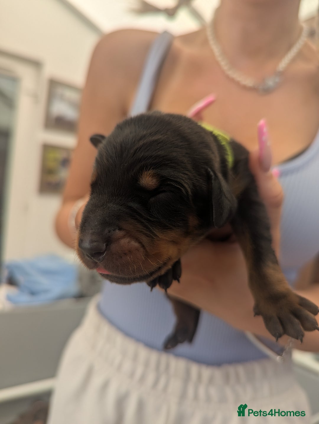 Dobermann dogs for sale: Stunning Dobermann puppies in Nottingham - Image 20
