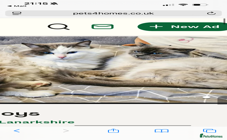 Ragdoll cats Ragdoll kitten  - Advert 3