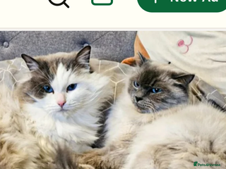 Ragdoll cats Ragdoll kitten - Advert 1