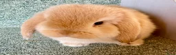 Mini Lop rabbits for sale: Mini lop lovely orange boy - Advert 4