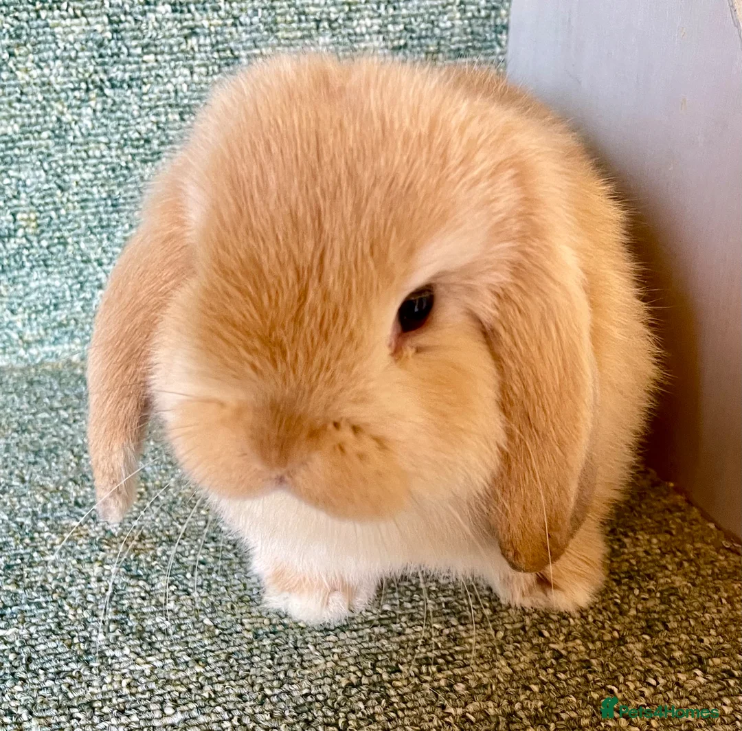 Mini Lop rabbits for sale: Mini lop lovely orange boy - Advert 4