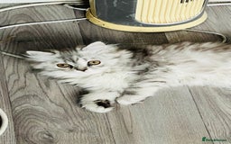 Persian cats for sale: Chinchilla Persian kittens - Image 1