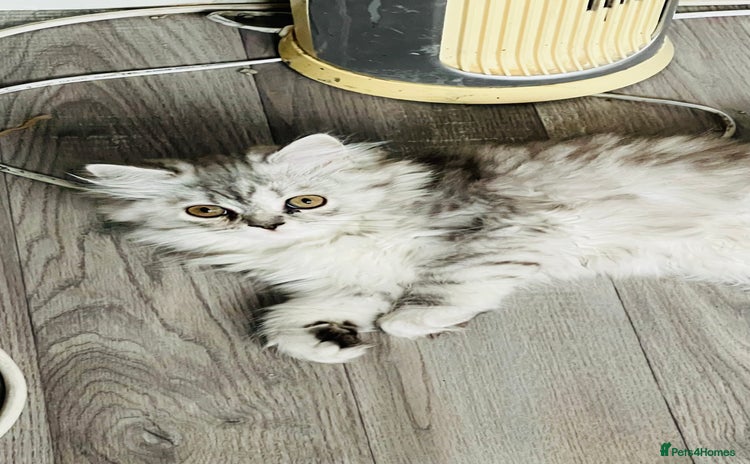 Persian cats - Advert 1