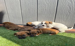 Jack Russell dogs for sale: Beautiful jack russel puppies  - Image 1