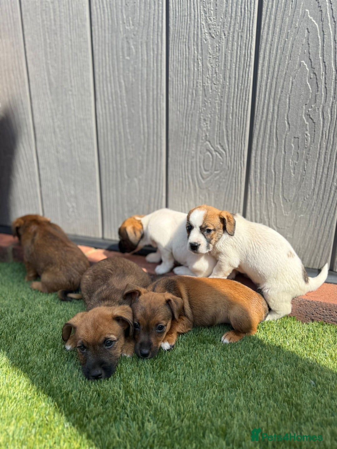 Jack Russell dogs for sale: Beautiful jack russel puppies  - Image 1