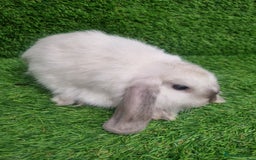 Mini Lop rabbits for sale: Purebred mini lops  - Image 5
