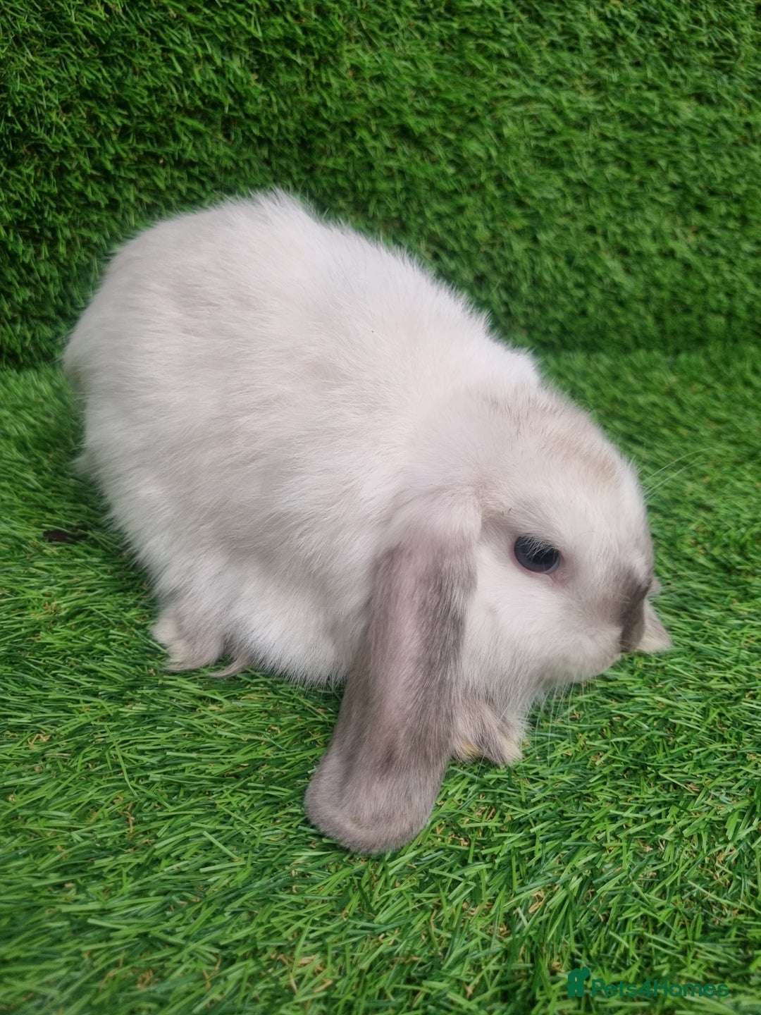 Mini Lop rabbits for sale: Purebred mini lops  - Image 5