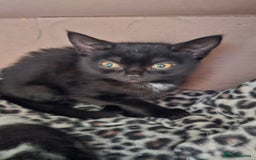 British Shorthair cats for sale: Kittens for sale  - Image 10