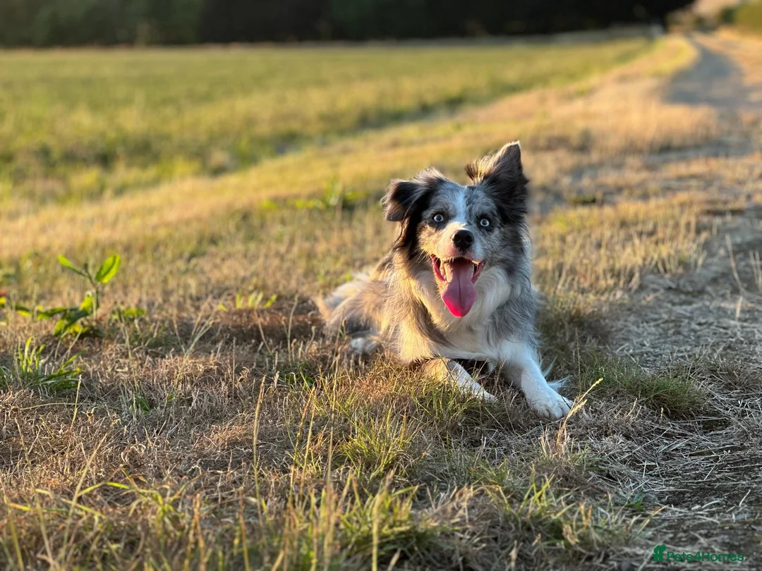 Border Collie dogs for sale: Margo🤍 in Wellingborough - Advert 38