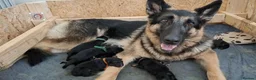 German Shepherd dogs for sale: Purebred Straight Backed German Shepherd Puppies - Advert 3