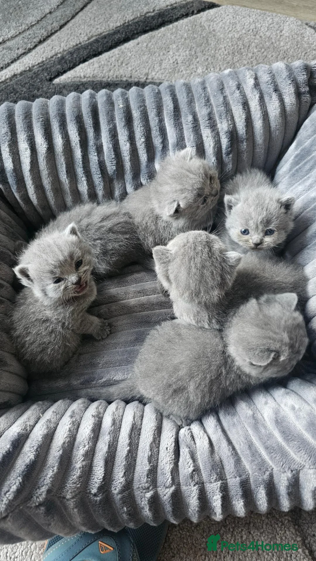 British Shorthair cats for sale: X6 British Blue Shorthair Kittens for Sale in Solihull - Advert 1