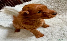 Cockapoo dogs for sale: Viewing now, Liverpool, Adorable Cockapoo Puppies - Image 2