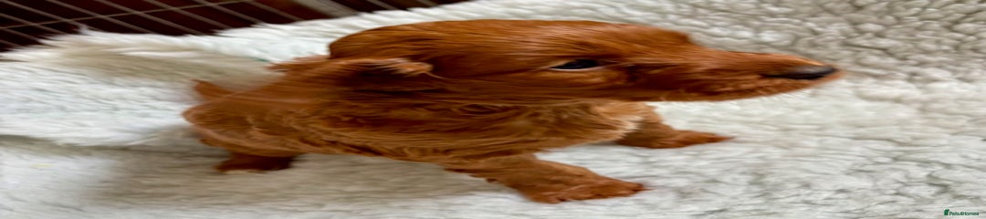 Cockapoo Puppy 5