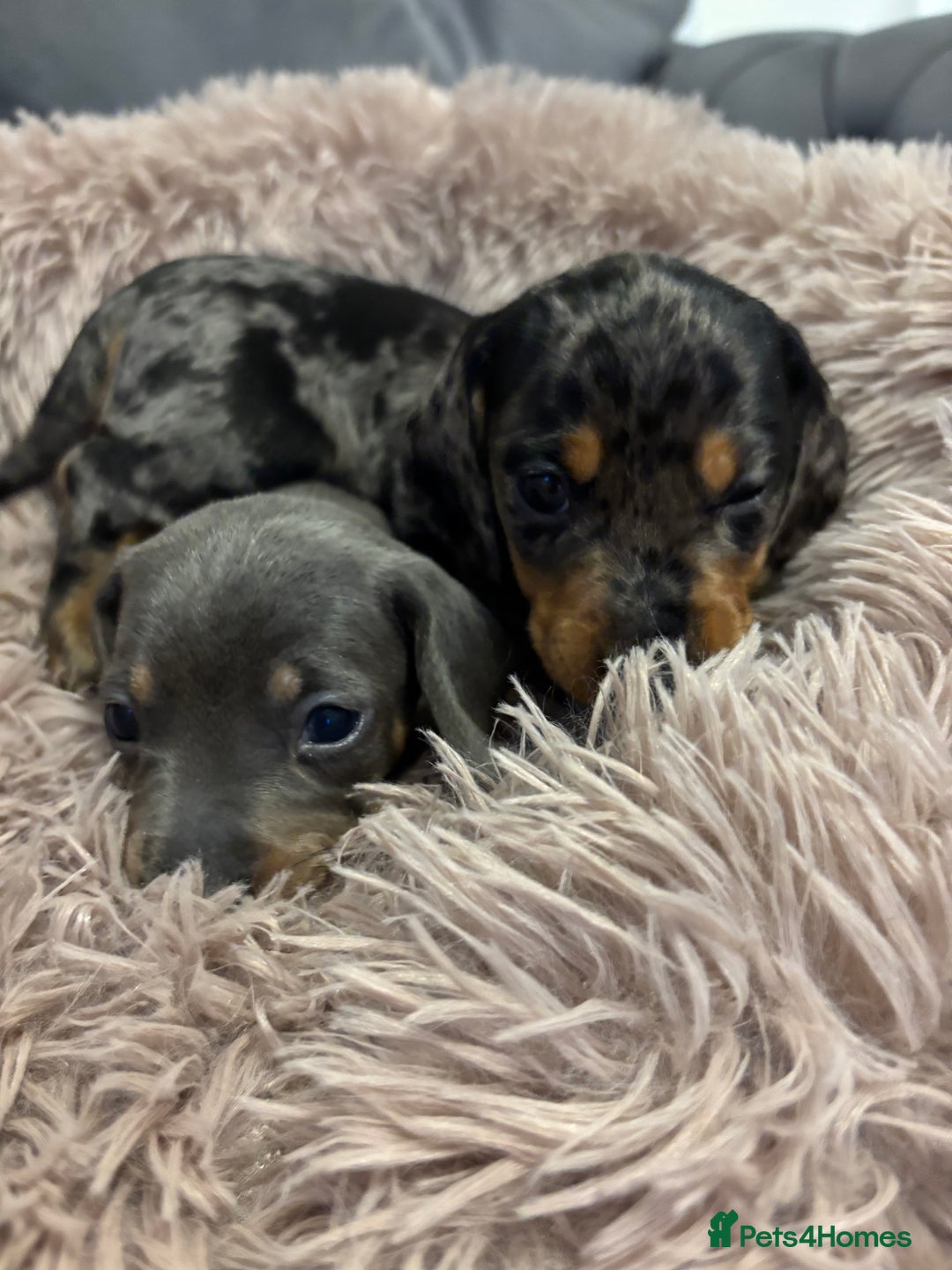 Miniature Dachshund dogs for sale: Outstanding true miniature Dachshund pups 🐾 - Image 5