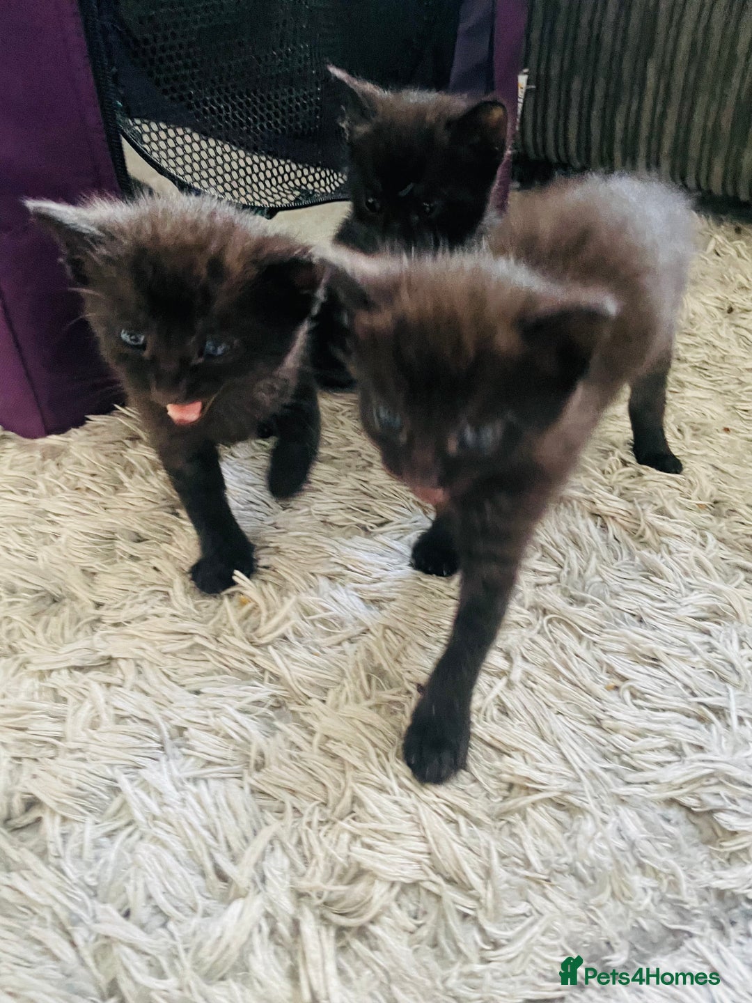 Russian Blue cats for sale: Russian blue mix  - Image 7
