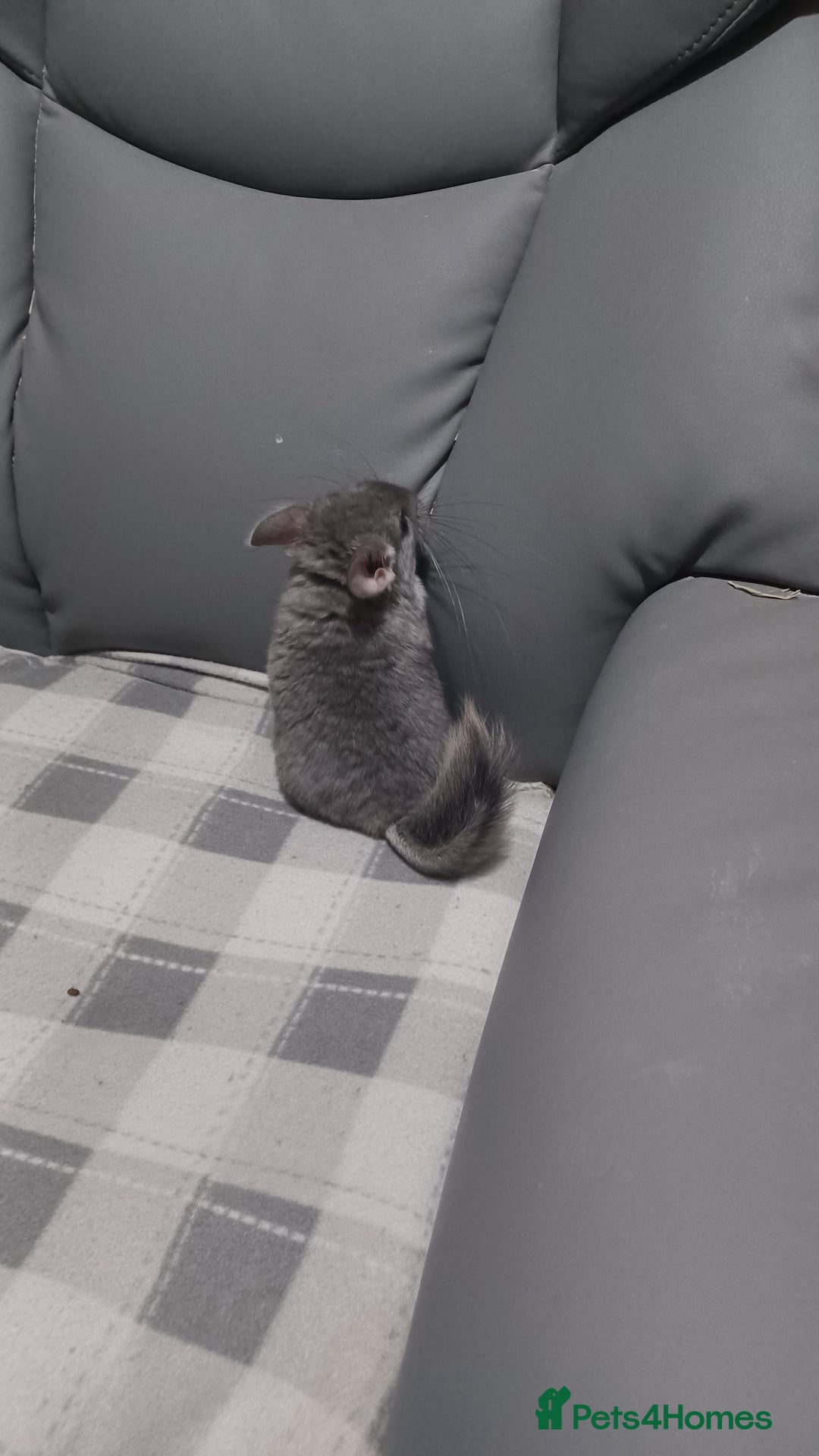 Chinchilla rodents for sale: Chinchilla kits to reserve  - Advert 6