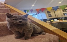 British Shorthair cats for sale: One kitten left British Blue Boy - Image 3