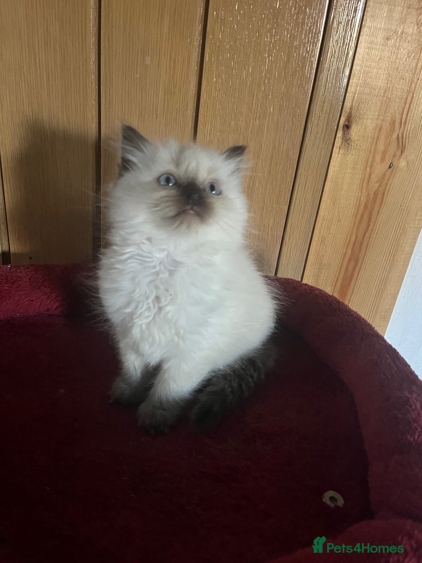Ragdoll cats for sale: Gorgeous Tica ragdoll kittens  - Advert 1