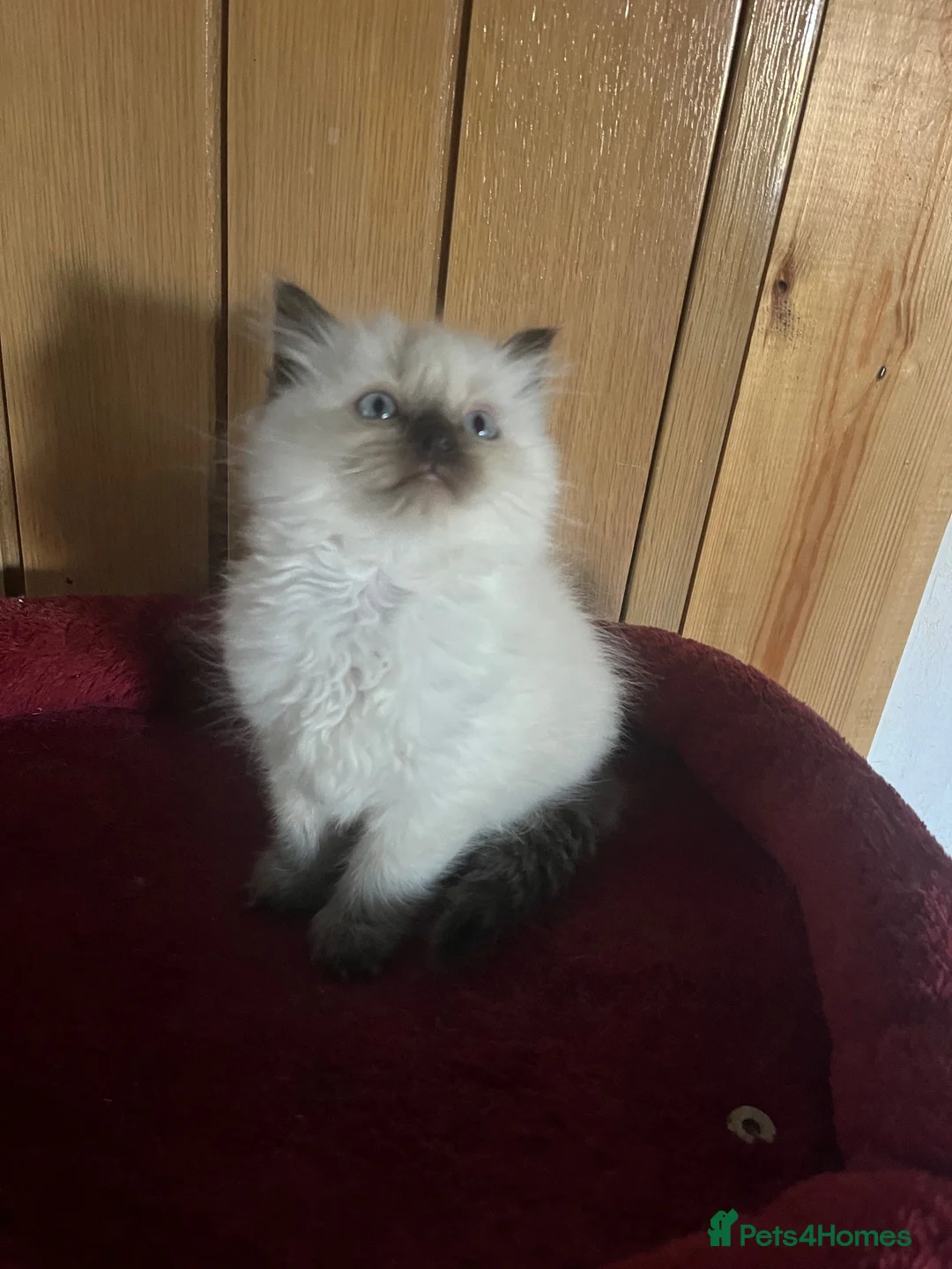 Ragdoll cats for sale: Gorgeous Tica ragdoll kittens  - Advert 1