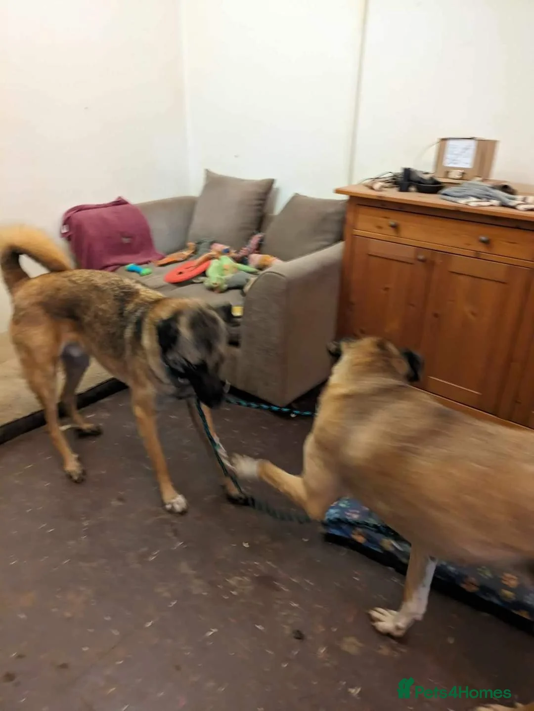 Mixed Breed dogs for adoption: Meet Pickle, currently residing in Wales in Barry - Advert 8