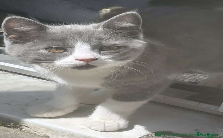 Scottish Fold cats in Colchester - Advert 10