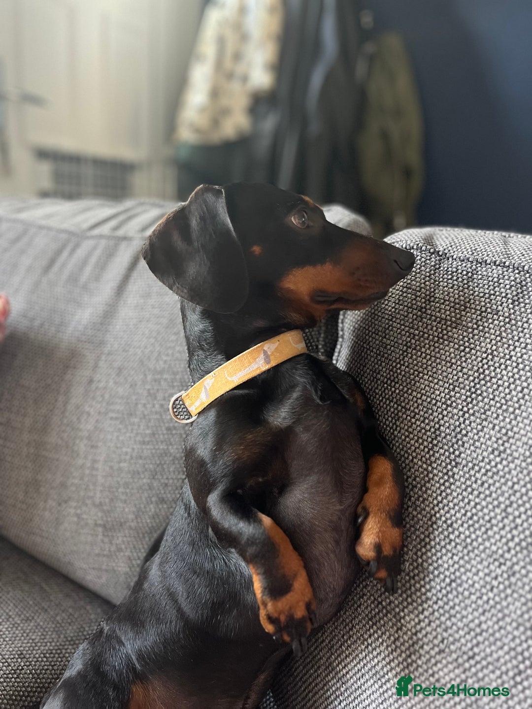 Dachshund dogs for stud: Dachshund for stud  in Heywood - Image 11