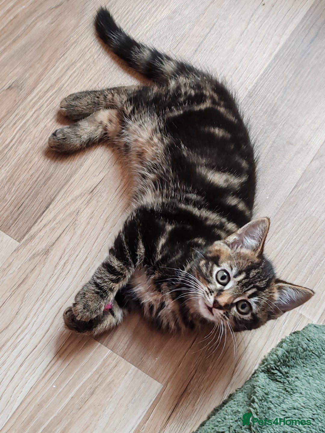 Mixed Breed cats for sale: Ch417dp  - Image 4