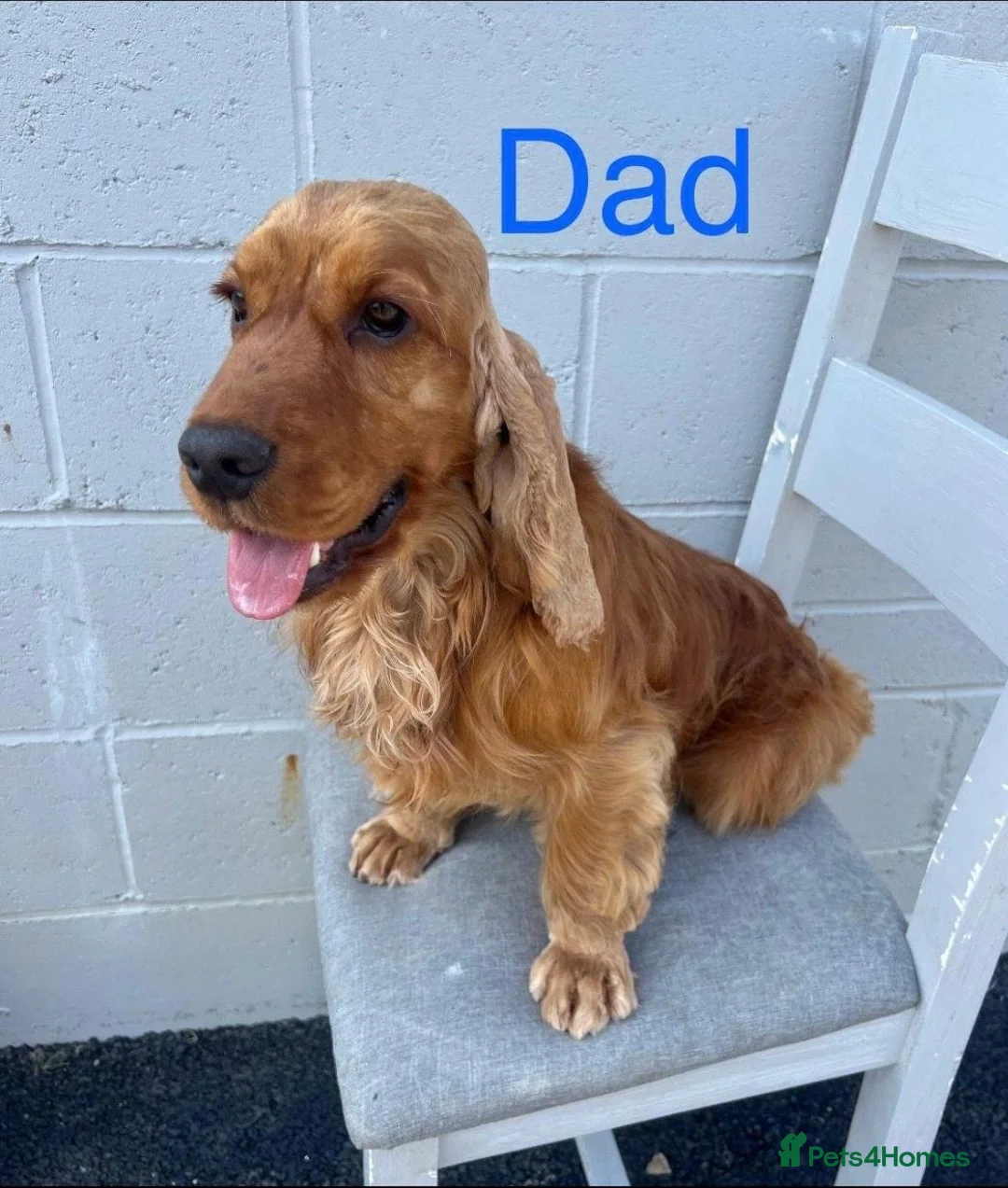 Cocker Spaniel dogs for sale: Superb show type cocker spaniel puppies  - Advert 6