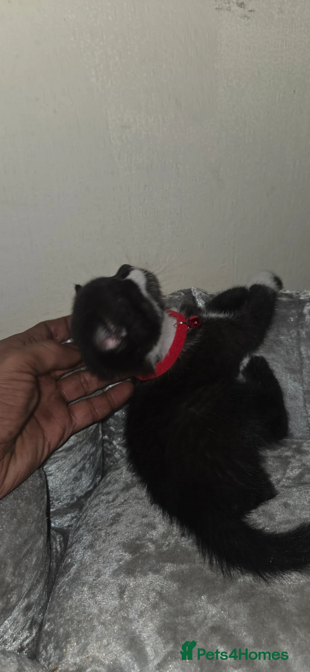 British Shorthair cats for sale: British Short Hair  - Advert 14