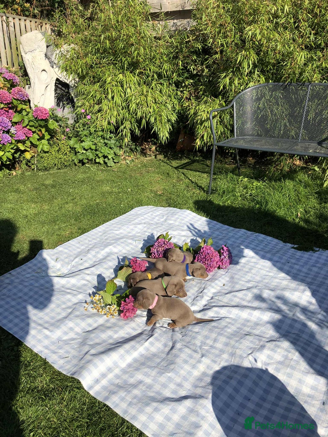 Miniature Dachshund dogs for sale: Miniature Dachshund (Isabella Tan line) - Image 16