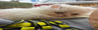 Exotic 3