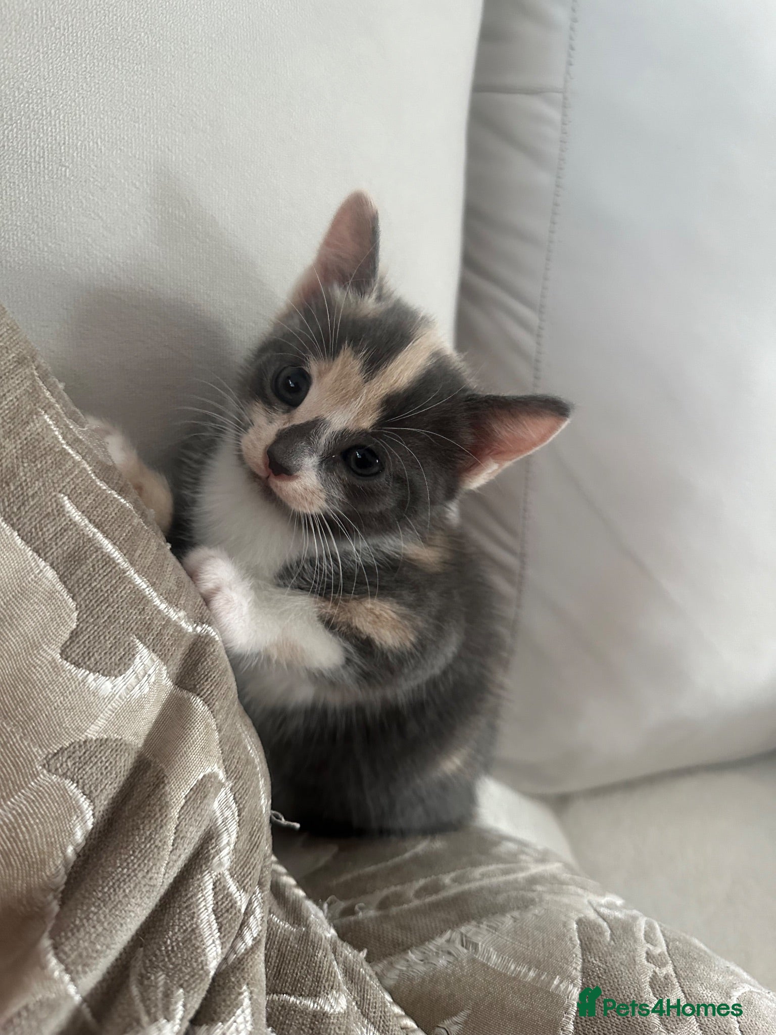 Mixed Breed cats Kittens ready to home.  - Advert 16