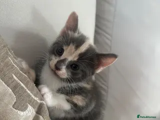 Mixed Breed cats Kittens ready to home. - Advert 16