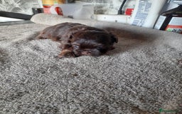 Malshi dogs for sale: Gorgeous pups - Image 4