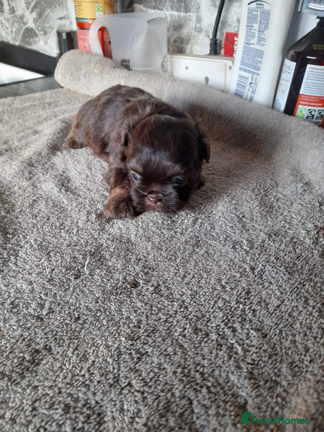 Malshi dogs for sale: Gorgeous pups - Image 4