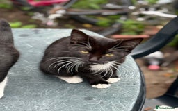 Mixed Breed cats for sale: black and white kittens - Image 7