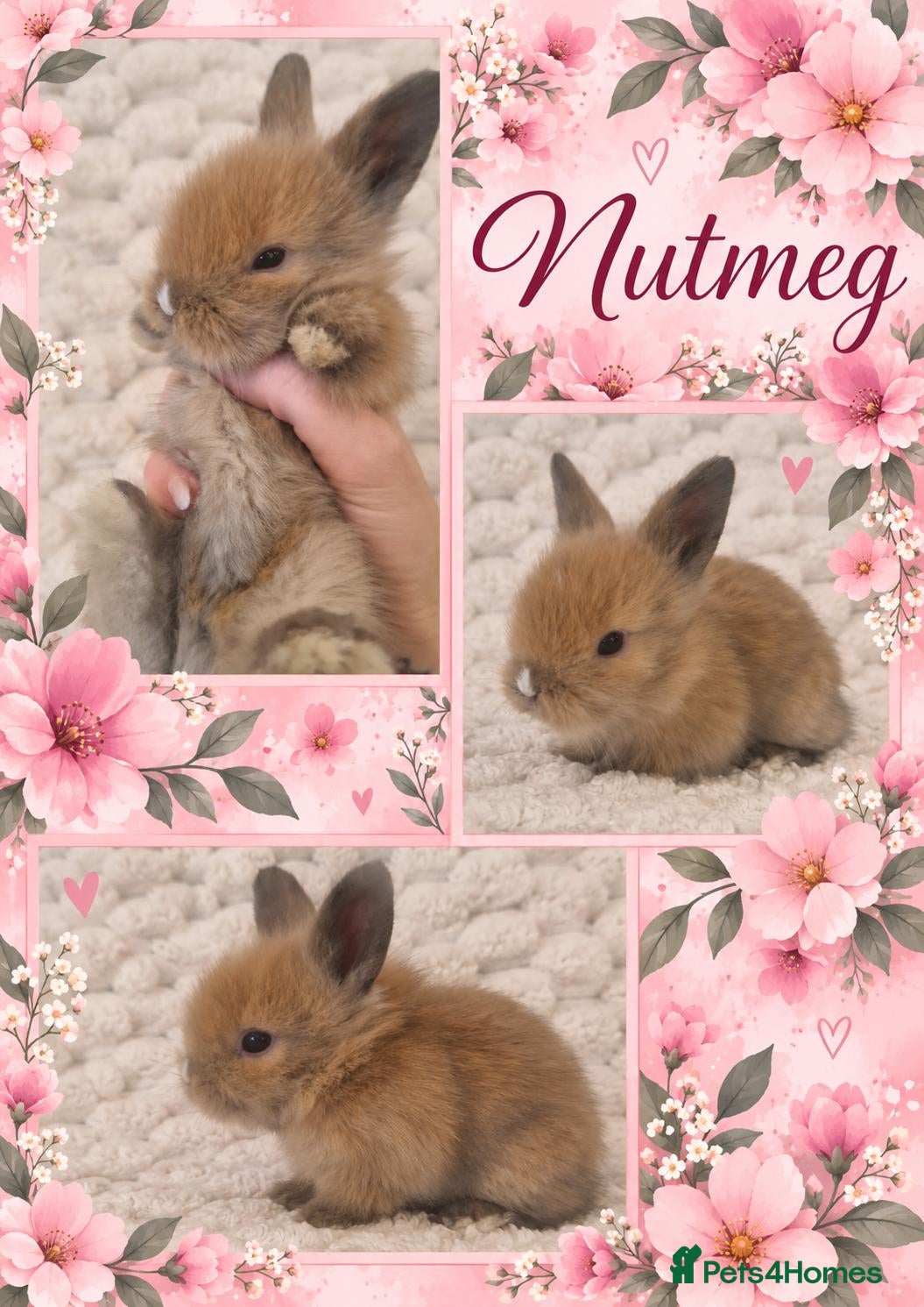 Lionhead rabbits Double Maned Lionhead Babies - Advert 1