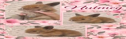 Lionhead rabbits for sale: Double Maned Lionhead Babies - Advert 1