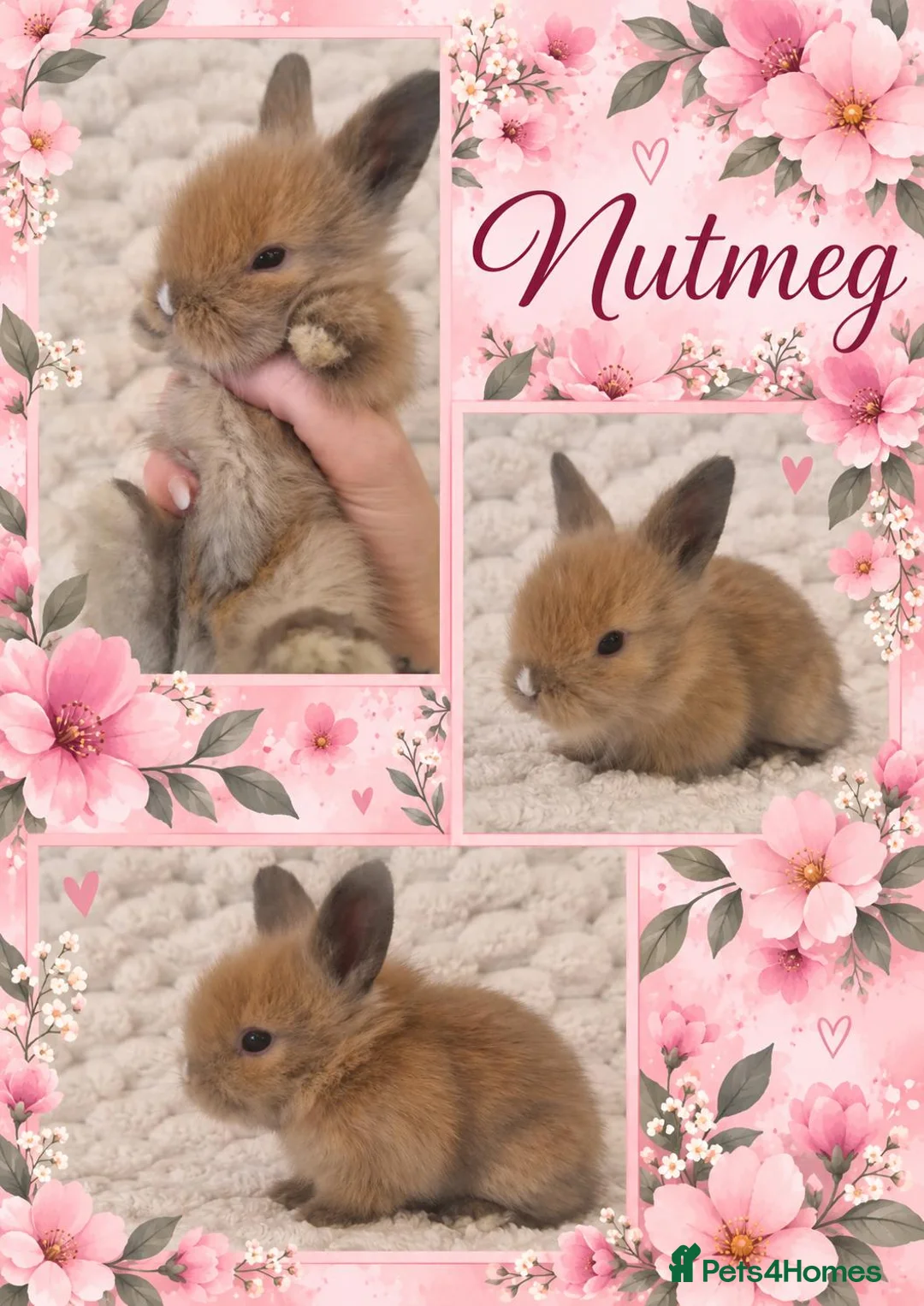 Lionhead rabbits for sale: Double Maned Lionhead Babies - Advert 1