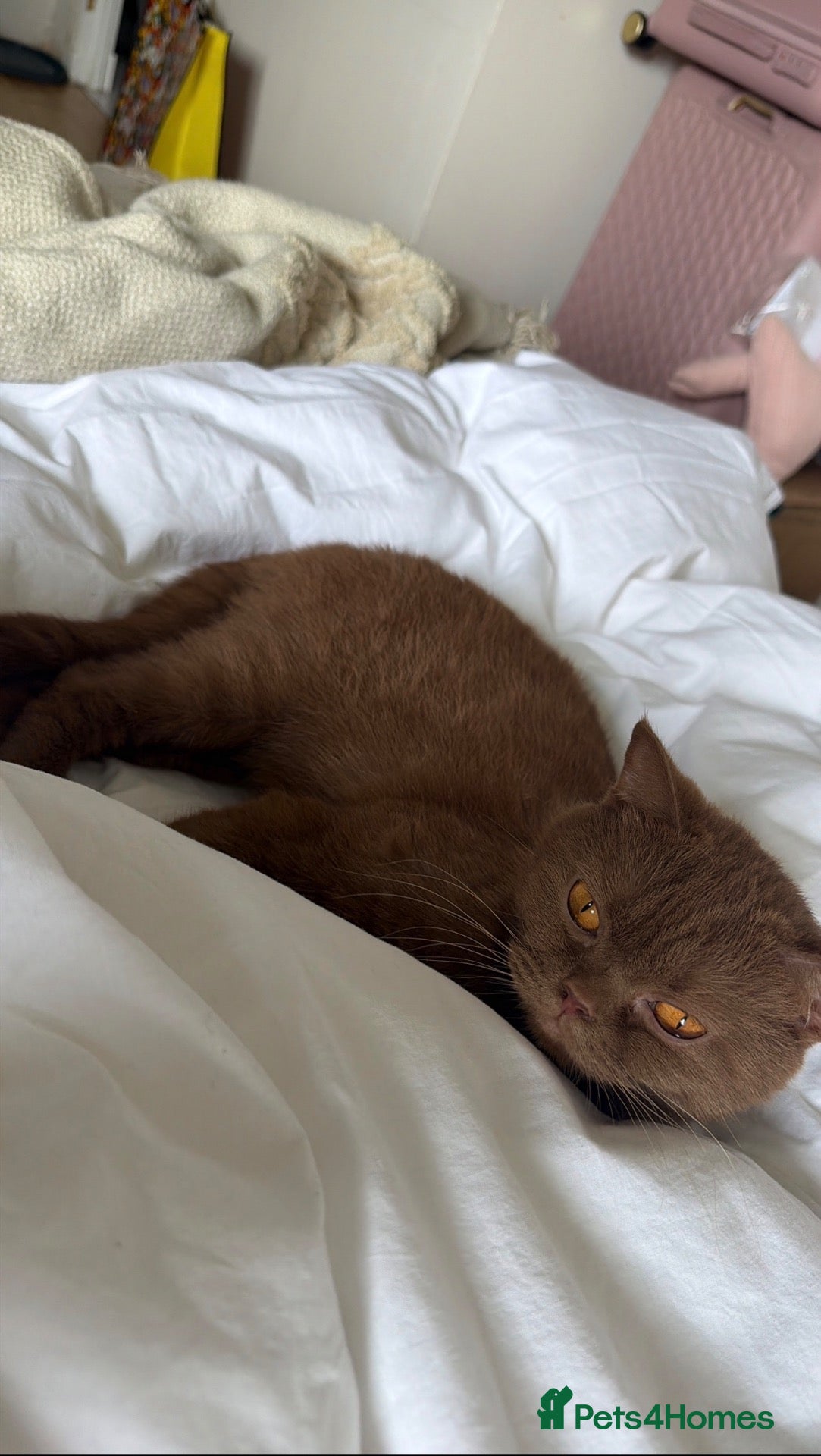 British Shorthair cats Cinnamon British shorthair female  - Advert 2
