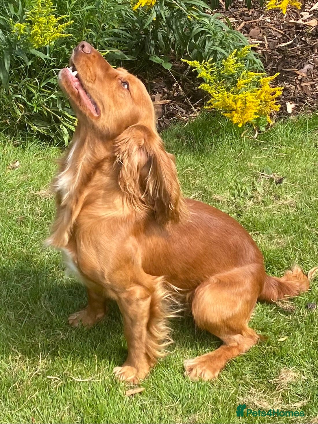 Cocker Spaniel dogs Health Tested Working Cocker  - Advert 1