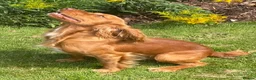 Cocker Spaniel dogs for stud: Health Tested Working Cocker  - Advert 1