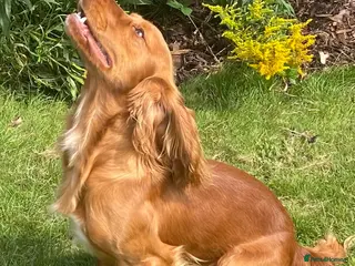 Cocker Spaniel dogs Health Tested Working Cocker - Advert 1